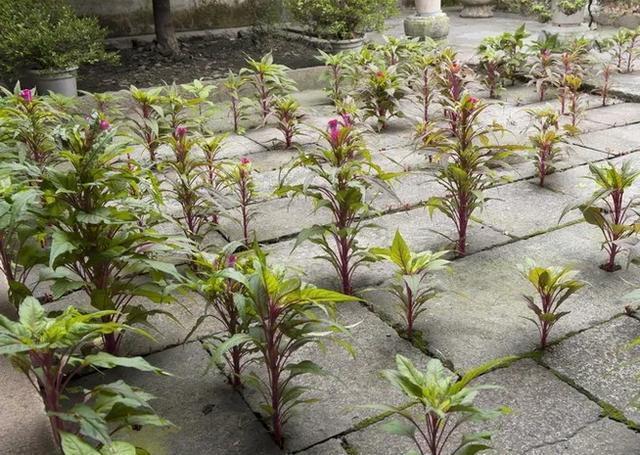 朱顶红|真正的花坚强，墙缝、地缝都能长，开花特别旺！