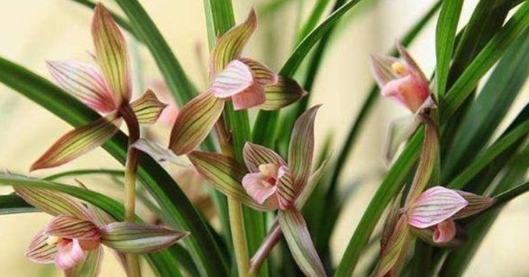 兰花施什么肥好记住此3种营养素的作用,兰花施肥恰到好处