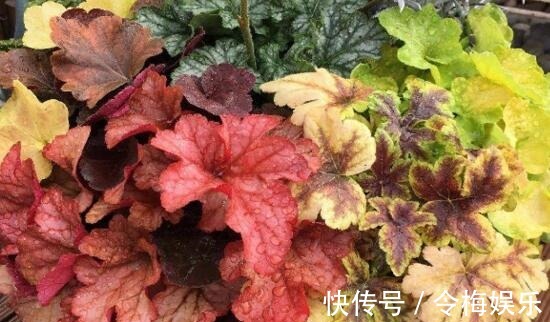 六种不怕冬季的花卉,越冷开花越多越漂亮,在冬天轻松开花爆盆!