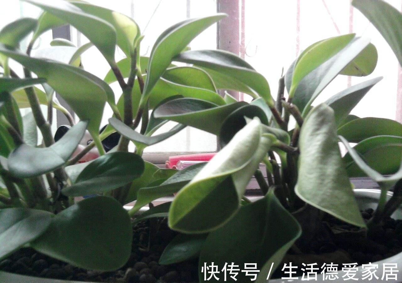 植株|豆瓣绿叶子发黄怎么办，注意4个方面就能有效解决豆瓣绿叶黄问题
