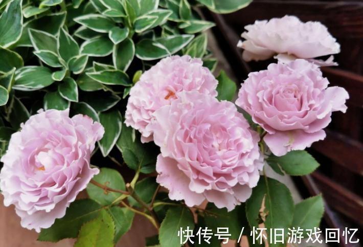 主干|到了1月该不该修月季?掌握住3个技巧,养出又多又壮的新枝