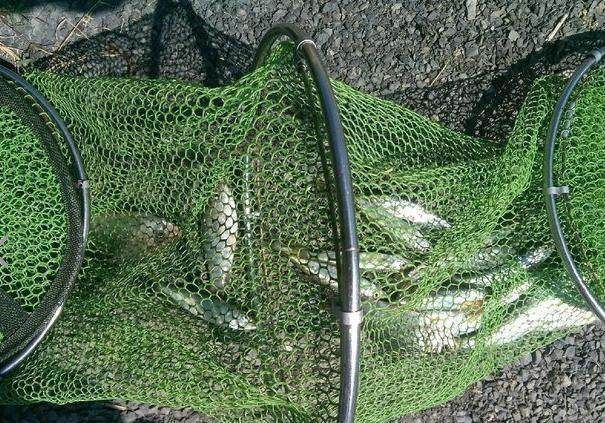 钓鱼时,如何避免小杂鱼“闹窝”,这3个方法老钓友经常用