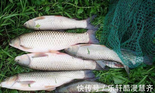 碎米|学会这两种自制饵料,专门钓秋天的大草鱼,效果谁用谁知道