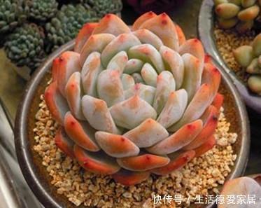 想要橙梦露|12月养一盆橙梦露,低温刺激半个月,颜色温暖迷人,值得拥有!