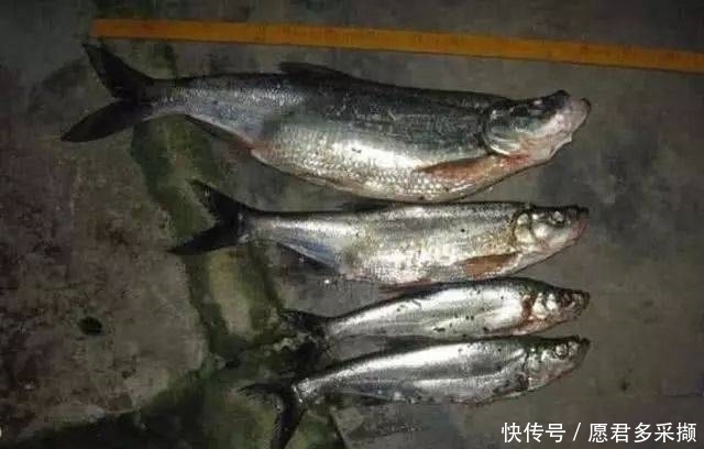 翘嘴|介绍一种万峰湖当地人钓翘嘴鱼的独特方法