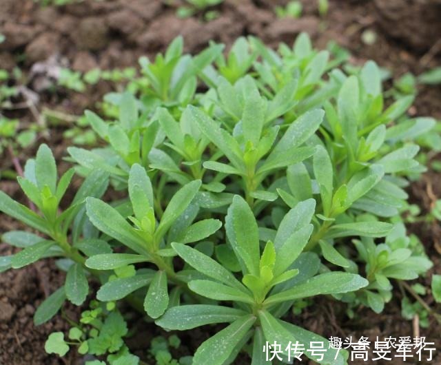 救心草|这种植物“传说中”的金不换,现在的年轻人,大部分都不认识它?