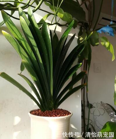 卧室养花要注意,2种花虽漂亮,但不能养,个个不利健康