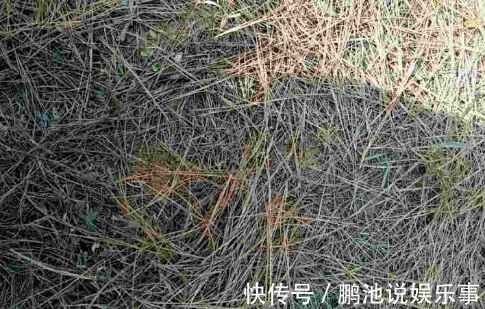 花肥|野外随便捡回家的松针,需要经过哪些“加工”才能养花补肥?