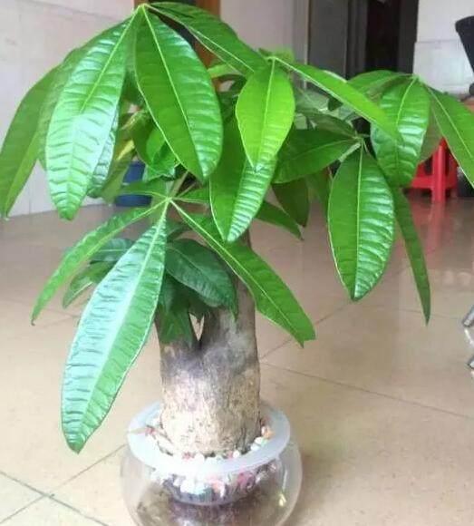 谁说发财树不好养容易烂根学会这招,叶片绿汪汪还蹭蹭长