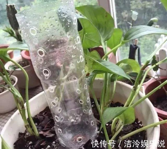 多肉|矿泉水瓶有“大作用”,10个“用法”最经典,可以种豆芽、养花