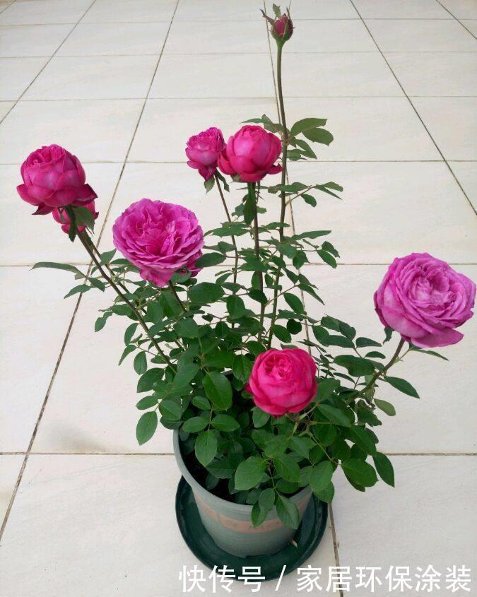 4种花开花爆盆花期长,花期长达200天,轻松养出小花园