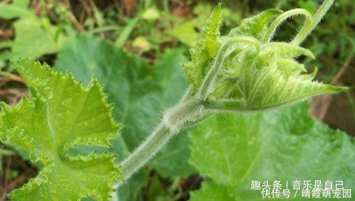 滋阴|女性要排毒，多吃四种食物，滋阴补肾，有助睡眠，甩掉小肚腩