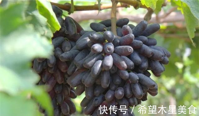 家有院子别空着,不妨种几棵果树,耐寒耐旱,而且果肉鲜甜可口!