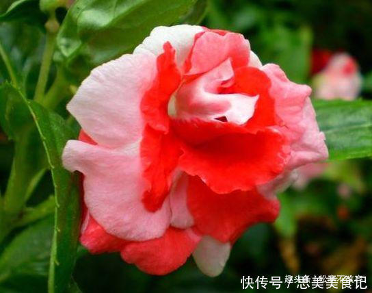 紫花凤梨|养这几款植物,好养活花期长,一年开花200多天,绚丽多彩