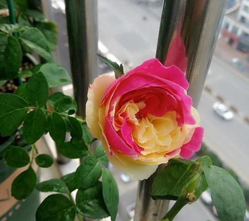 月季是“药罐子”?养这款月季,抗病性5颗星,开花比牡丹还美艳