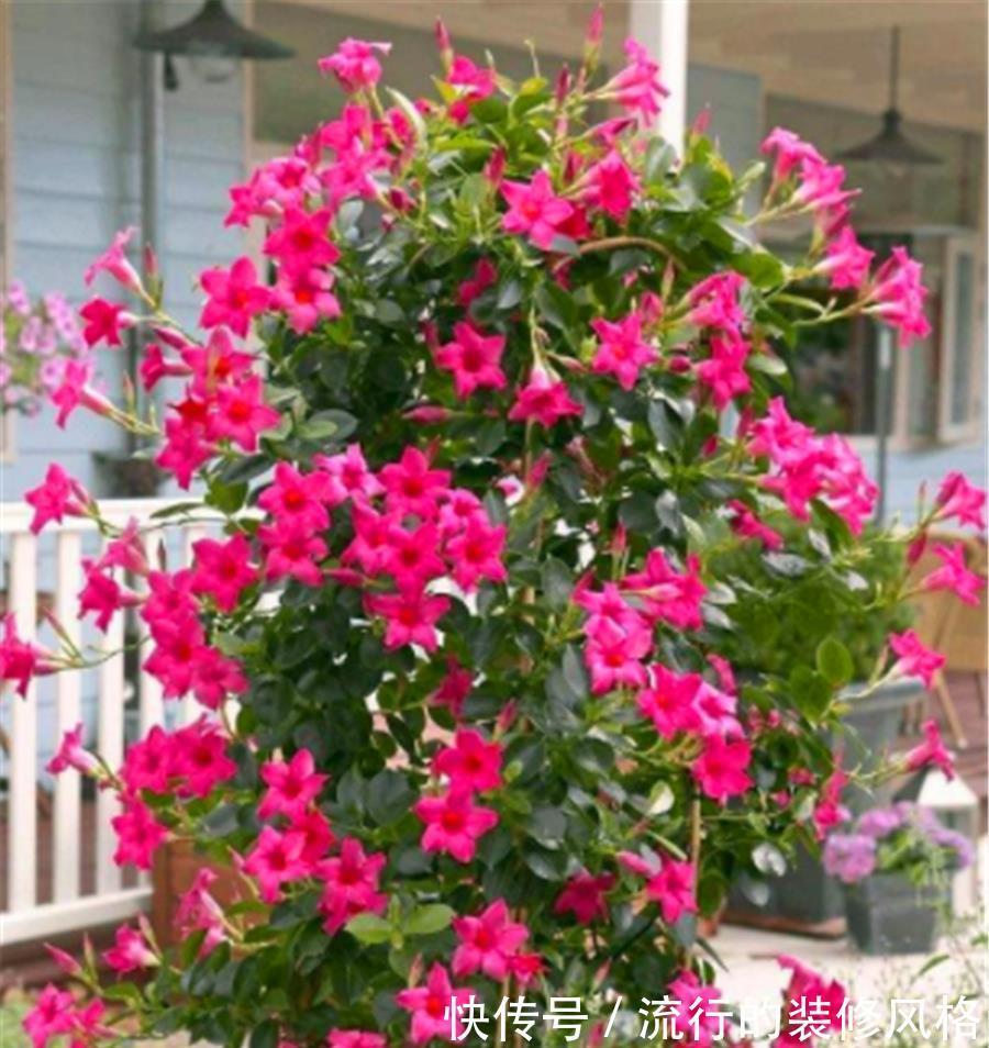 光照|8月专属开花机器飘香藤，学会5个小技巧，开花数百朵，香气迷人