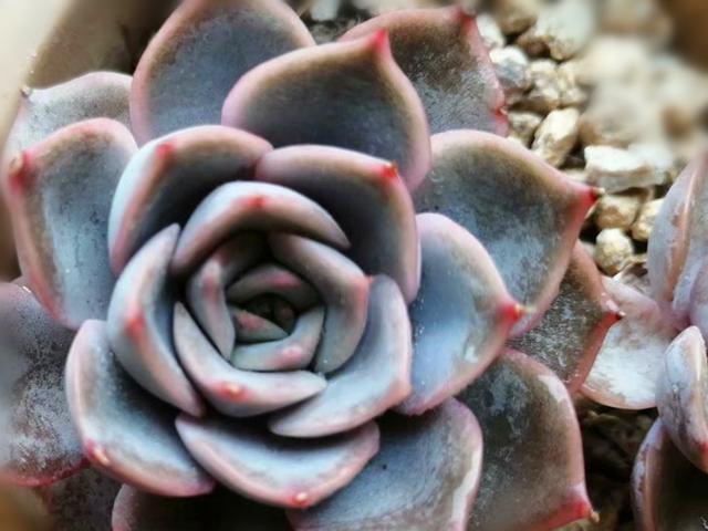 连续阴雨天褪色也不明显的5种多肉,颜色美丽,简单好养