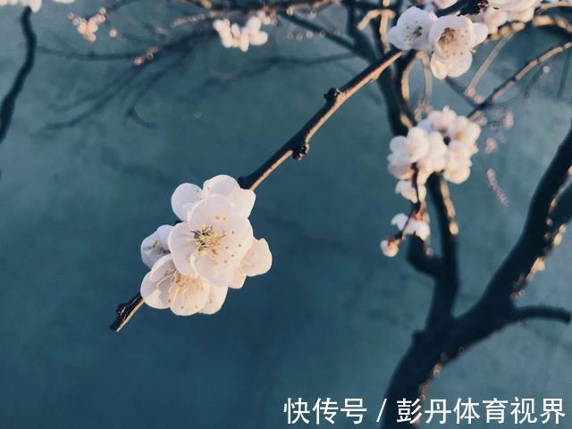 闲书|6首悠闲诗词:一壶清茶许流年,半卷闲书慰平生