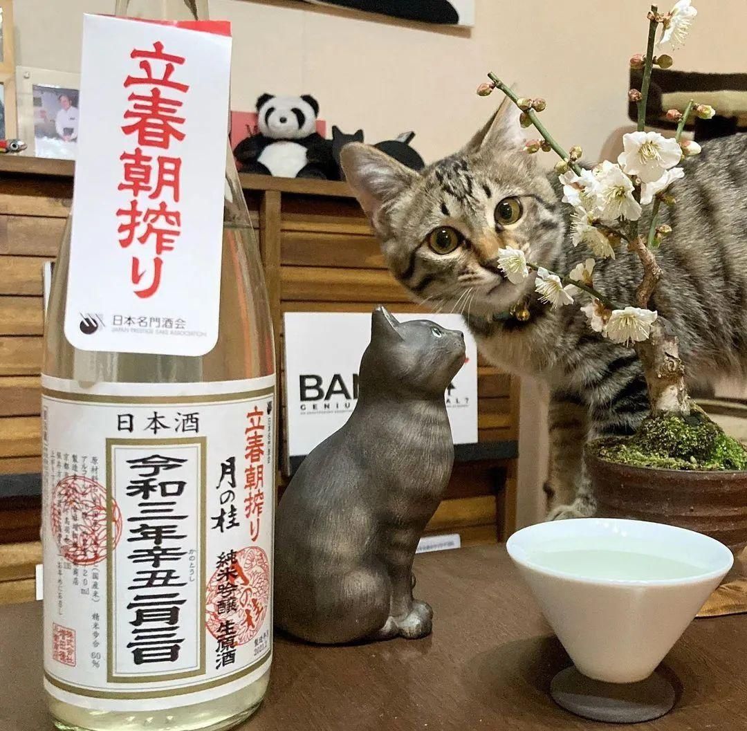 山野草，也高雅！