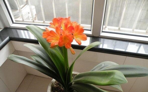 根叶|李大爷养君子兰,就浇这“2种水”,一年最少2次花,太养根了!