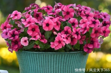 春天就养这“5种花”,丢盆里猛长,开花多又美,一整年开花!