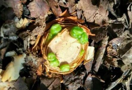 李奶奶把“吊兰”都剪了，2月后却爆盆了，叶子宽又大，特旺