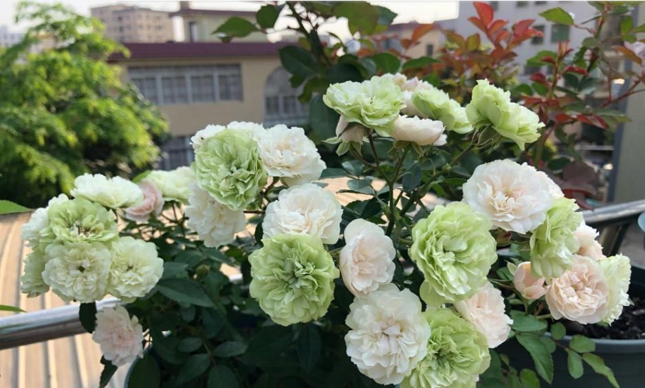 此盆栽植物号称开花机器,全年都开花,种植容易,室内也能种