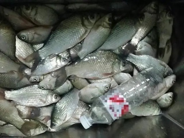 钓鱼|不想花钱买装备,就自己研究一下,我这个钓鱼装备看上去不错吧!