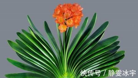 冬天养君子兰有技巧，掌握几个要点，叶片挺拔如折扇，开花鲜艳！