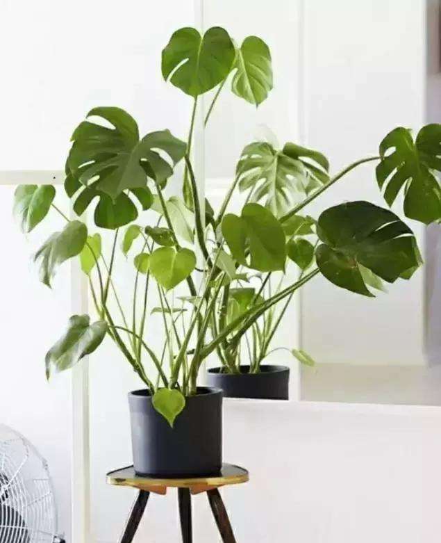 家里养花，就选这些，品味高大上，好养又耐看