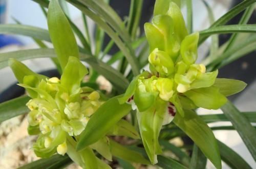 此花,比桂花还香,比蝴蝶兰漂亮,养在家中上档次