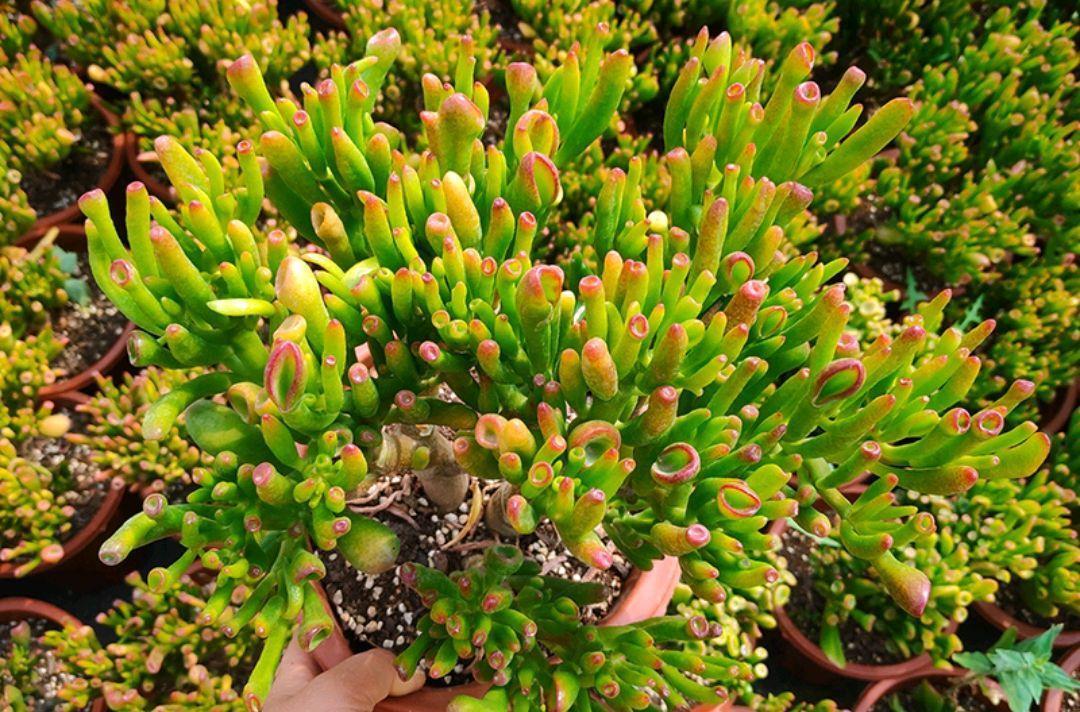 17大吉祥花,客厅有空间一定要养上一盆,好看又好养,养人又旺家