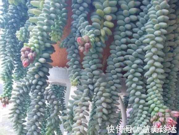 绿珍珠|“吊着养”的多肉,不要控养撒欢长,千珠万珠垂落,阳台一片好景!
