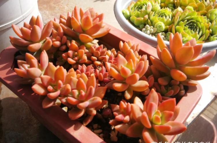 多肉黄丽和布丁本是同根生,奈何一个已无人问津,一个则深得民心