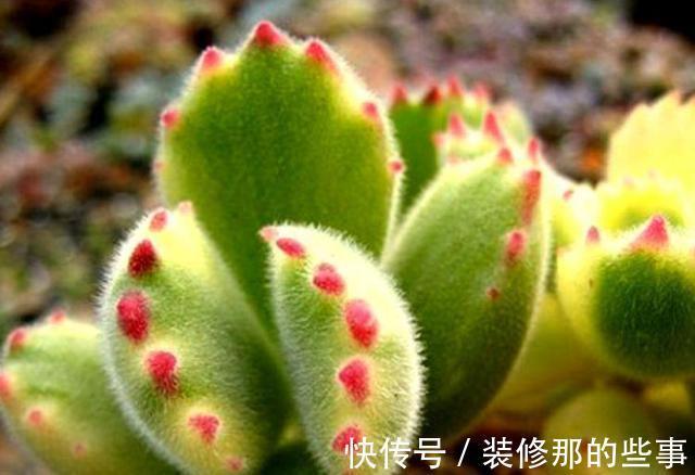 浇水|夏季养护熊童子,植株不烂根不掉叶
