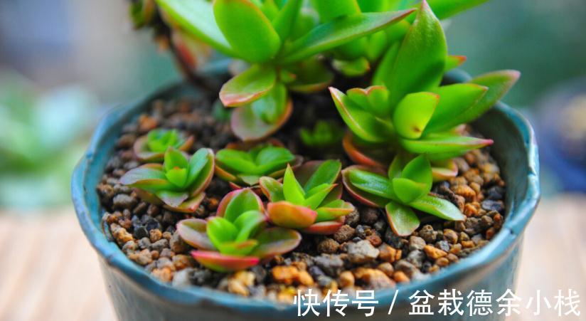叶子|爱“脸红”的4款多肉,随便养养,晒晒太阳就红叶,美极了