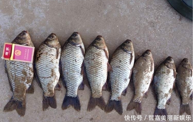 春季野钓大鲫鱼攻略大全,不吹牛,咬钩的都是大板鲫