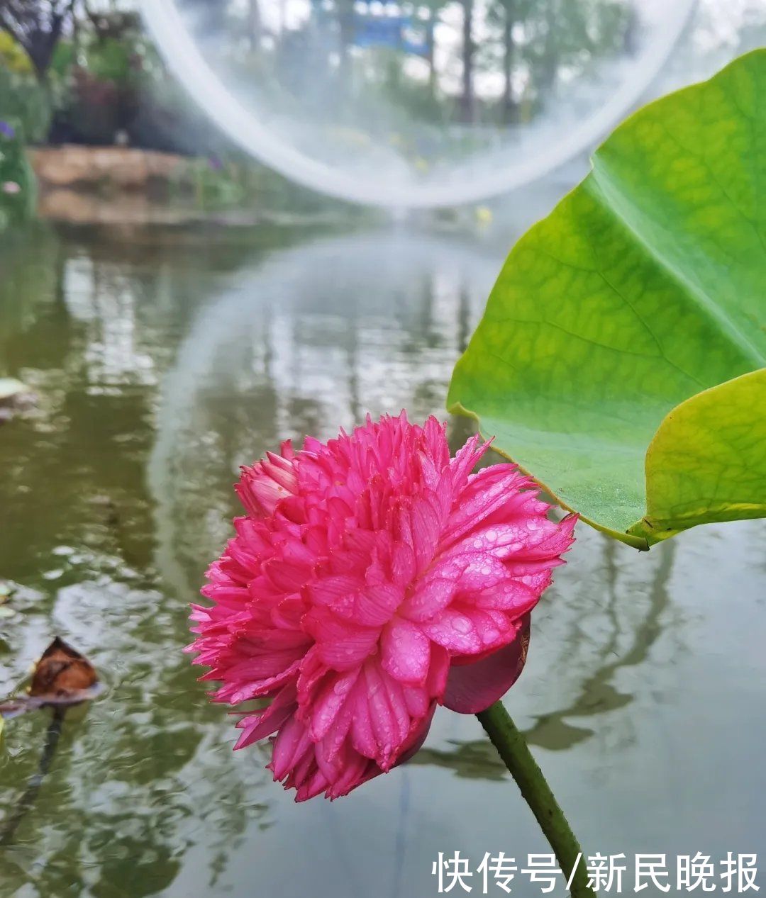 荷莲|一朵荷花千片花瓣！花博会“镇池之宝”来啦