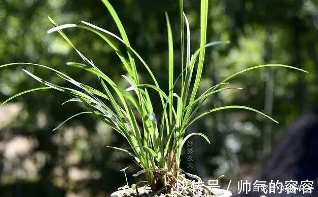 兰花叶片一直养不绿尿素怎么用,才能让兰叶变浓绿