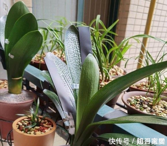 夏天养花，4种植物容易“浇死”，进入休眠期，浇水能少则少