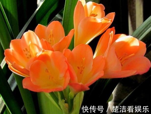 4种公认难养的花，稍有不慎，白忙一场，只剩盆，坑！