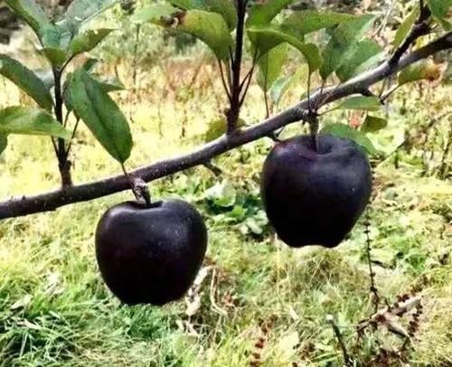 8种黑色水果,吃过2种以上才是土豪吃货图7是西瓜界的法拉利