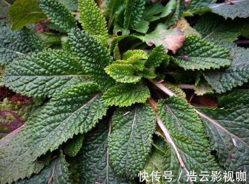 煮水|女性常用此草煮水,腰不痛腿不麻,调理气息,子宫越来越干净