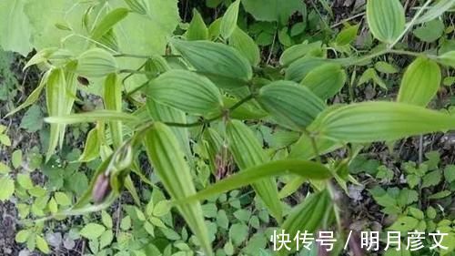 可治|一种民间草药,10大妙用法,搞定跌打损伤、风湿骨痛等10种常见病