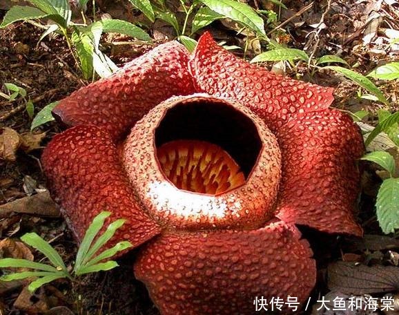 世界十大奇异植物!太妙了!