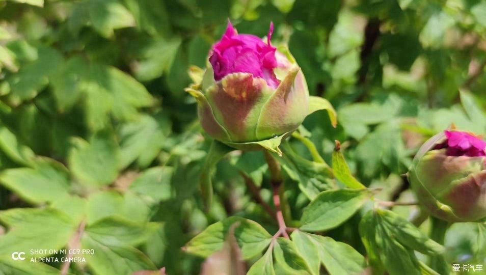 花开时节动京城，唯有牡丹真国色