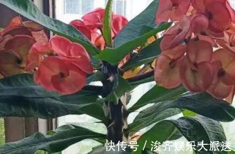 懒人花|这3种“懒人花”,好看又耐旱,越旱越开花,水多很容易死