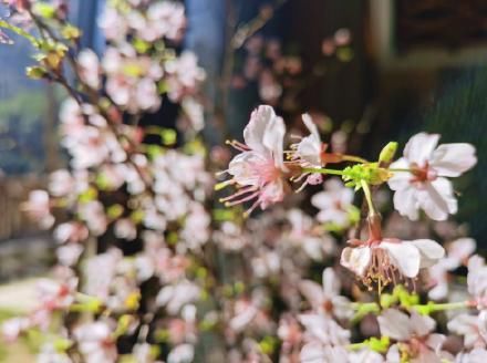 老年|漫山花开遍层林尽春色