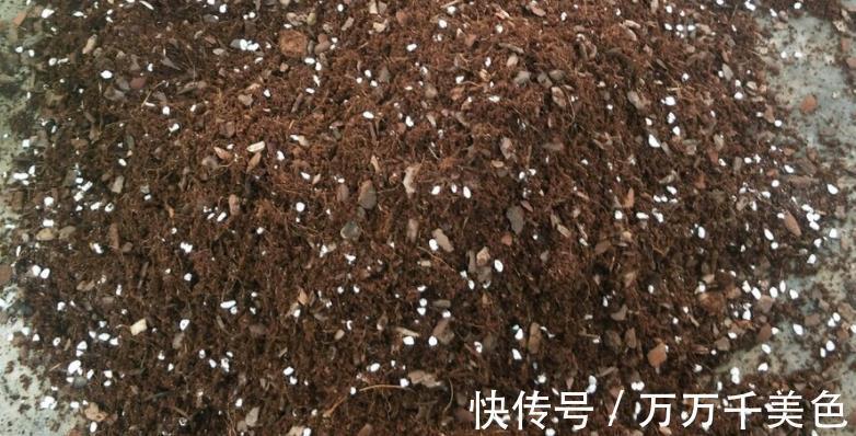 海虎兰|养芦荟选好品种,颜值高易打理,第3款最适合美容护肤