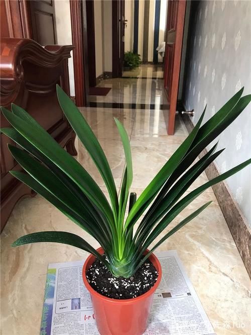 君子兰：叶大“流油”，花多“压”枝，4个小技巧，搞定！